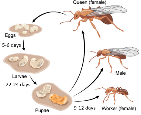 chy_life cycle of the pharaoh ant.png