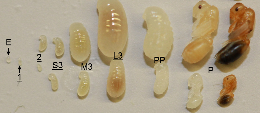 chy_morphology of the pharaoh ant from egg to adult.png