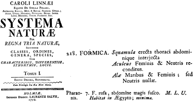 chy_original description of formic pharaonis in systema naturae.png