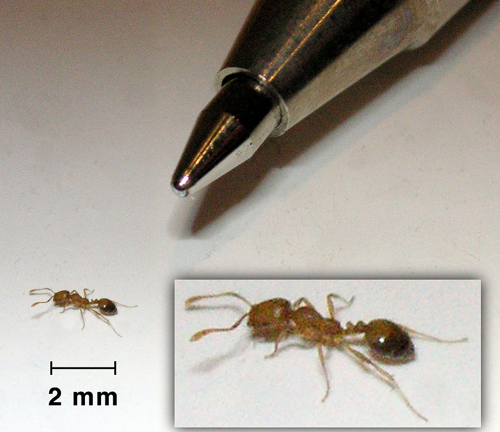 chy_size of pharaoh ant.jpg