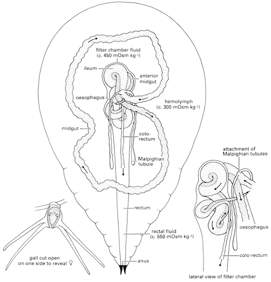 cicada digestive system 560.jpg