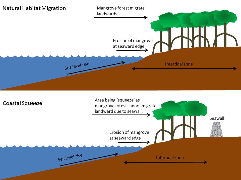 coastal squeeze.jpg