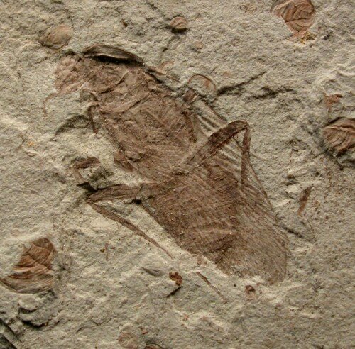 cockroach fossil.jpg