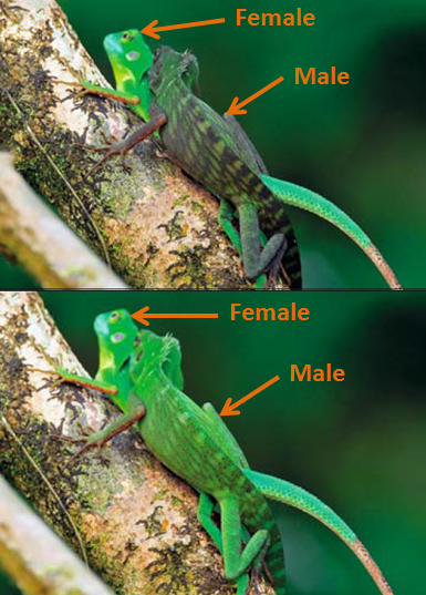 colour change after mating.PNG