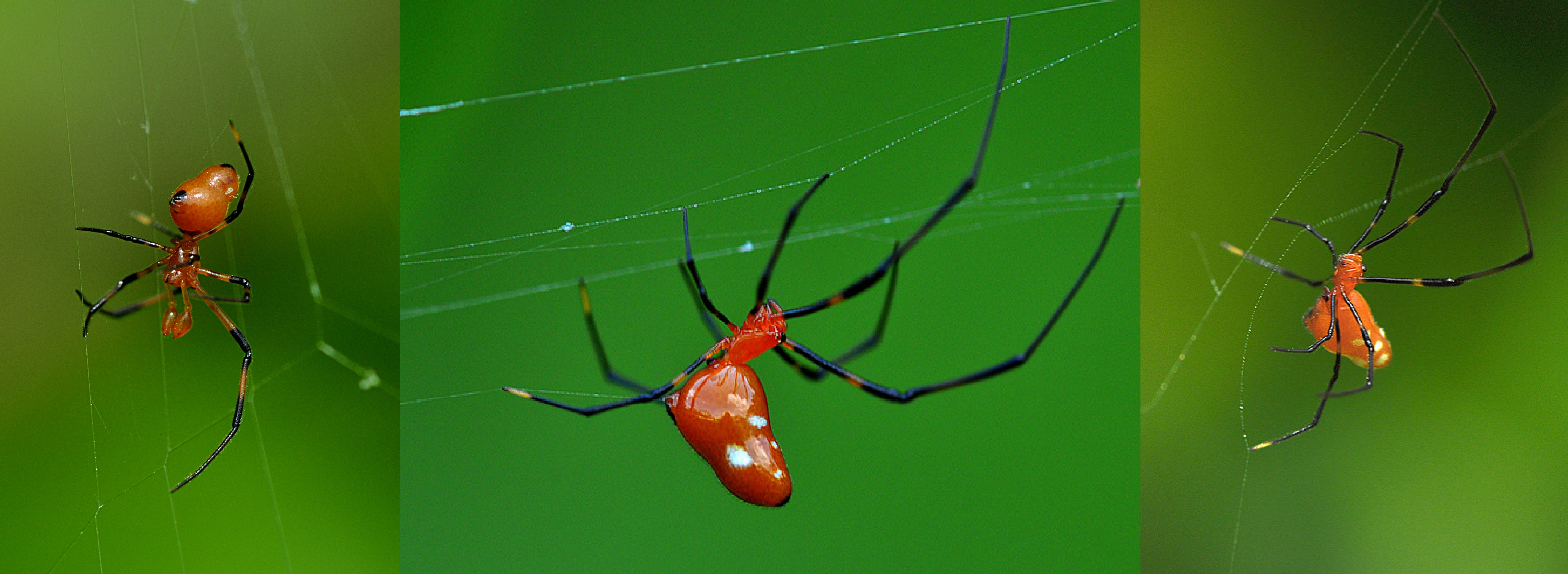 combined figure of argyrodes.png