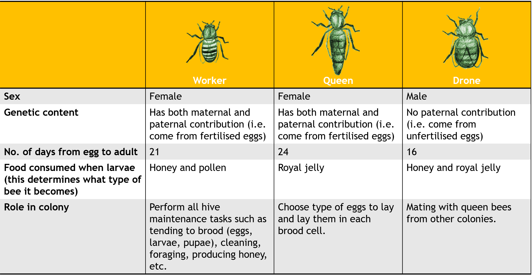 compare3bees.png