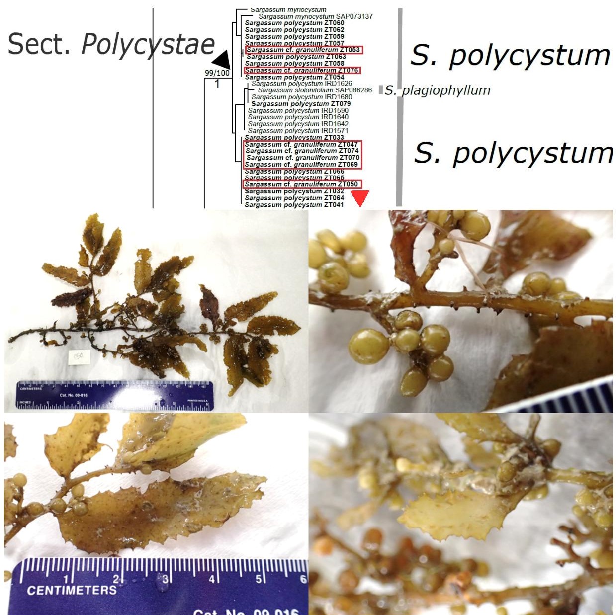 compositepolygran-page-001.jpg