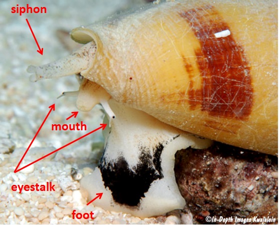 cone snail morphology.jpg