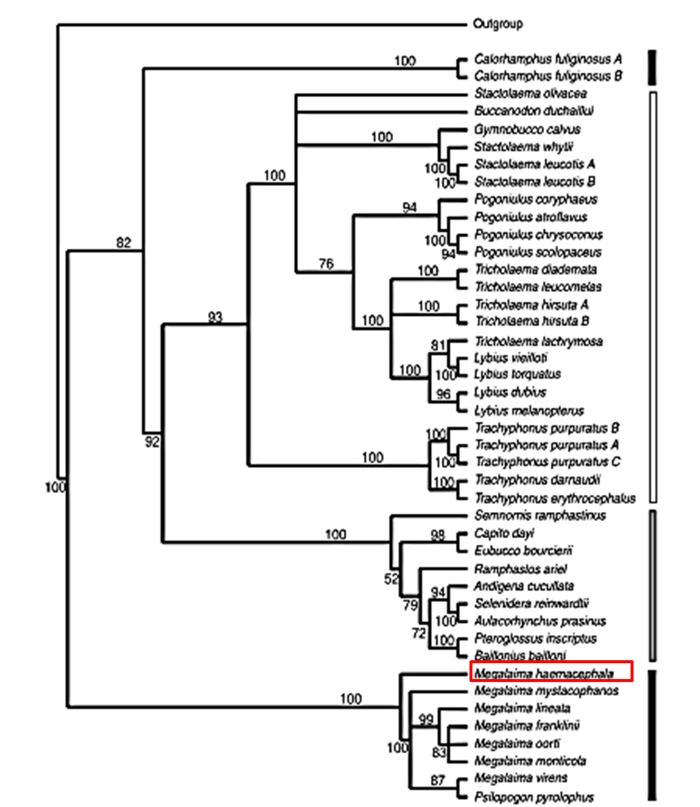 coppersmith barbet phylogeny2.png