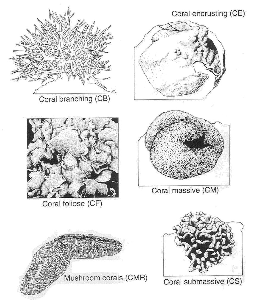 coral growth forms.jpg