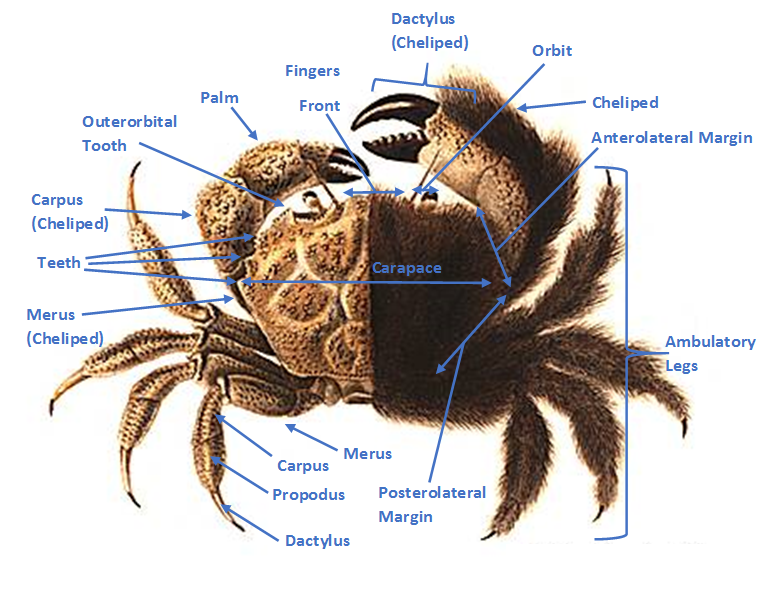 crab labelled2.png