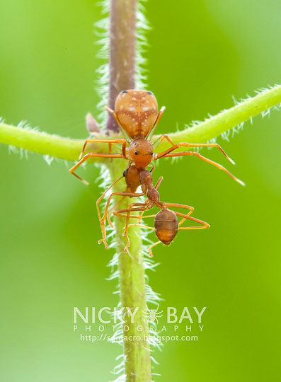 crab spider by nicky.jpg