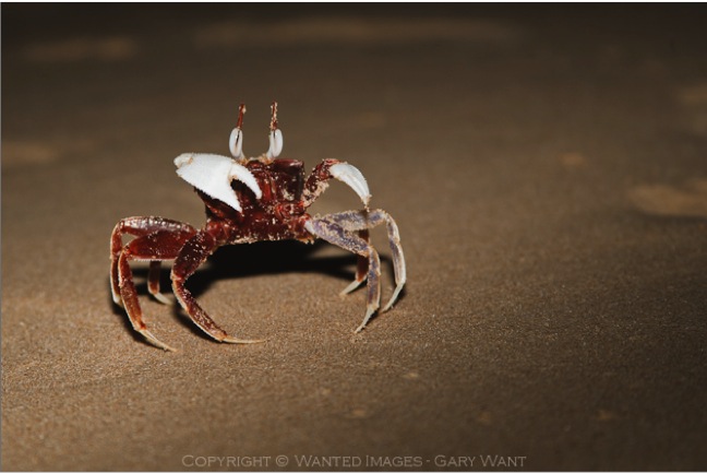 crab_defense.jpg