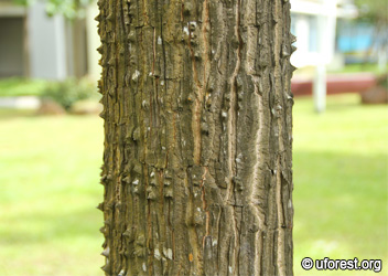 crenulata thorns trunk.jpg