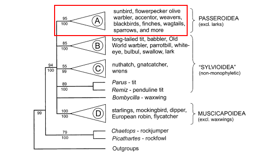 crimson_sunbird_ericson1.png crimson_sunbird_ericson1.png