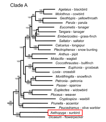 crimson_sunbird_ericson2.png crimson_sunbird_ericson2.png