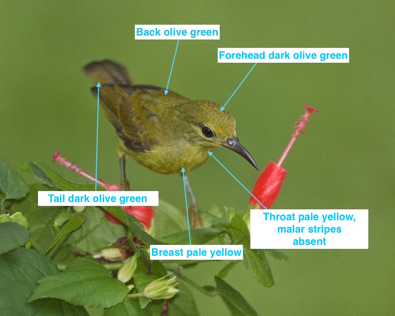 crimson_sunbird_female_labelled.jpg crimson_sunbird_female_labelled.jpg