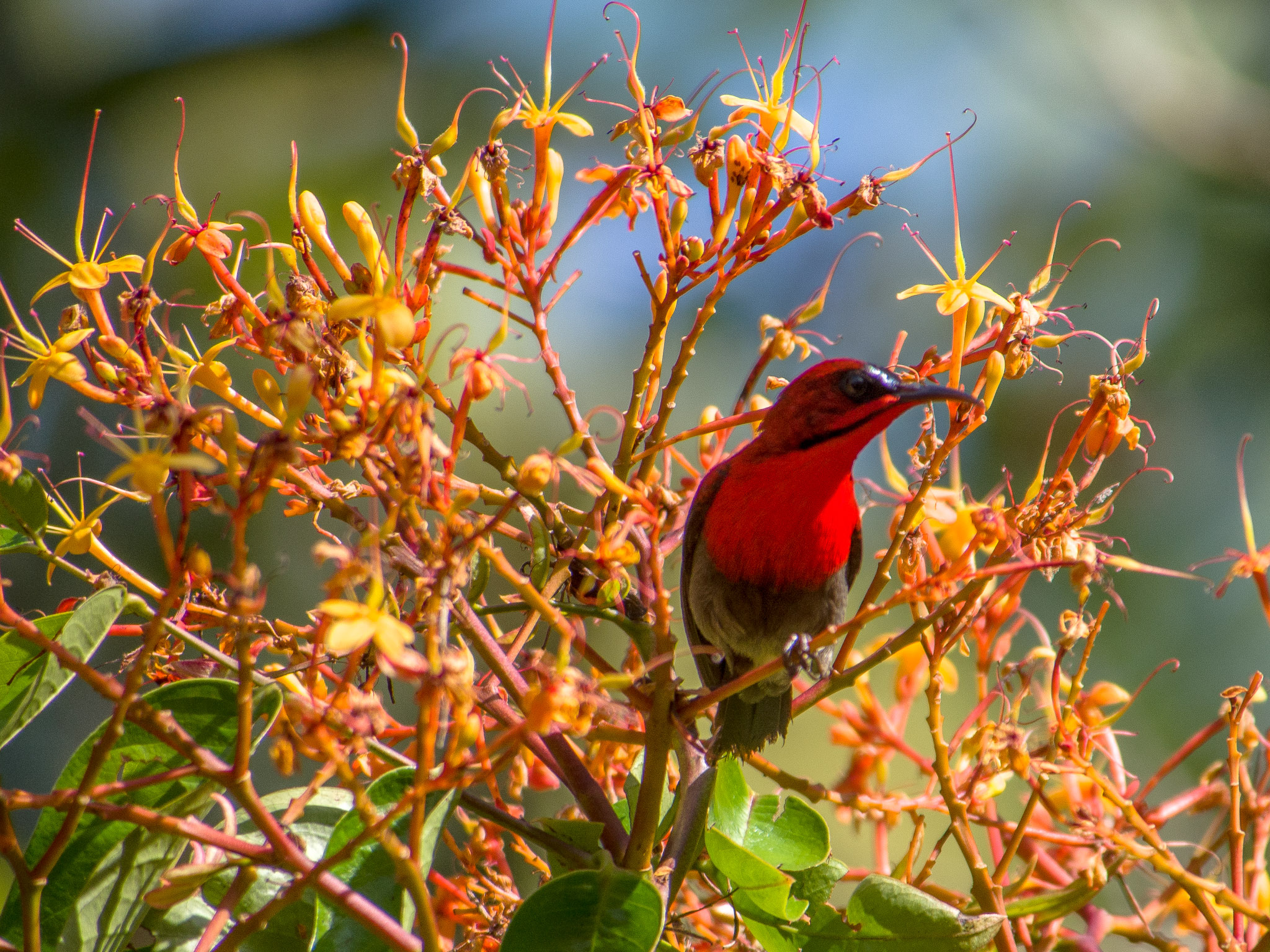 crimson_sunbird_intro.jpg crimson_sunbird_intro.jpg