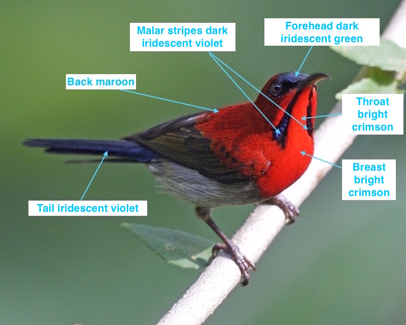 crimson_sunbird_male_labelled.jpg crimson_sunbird_male_labelled.jpg
