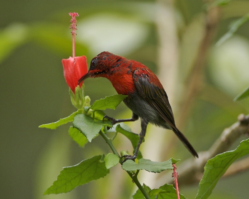 crimson_sunbird_nectar.jpg crimson_sunbird_nectar.jpg