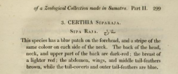 crimson_sunbird_original_description.png crimson_sunbird_original_description.png