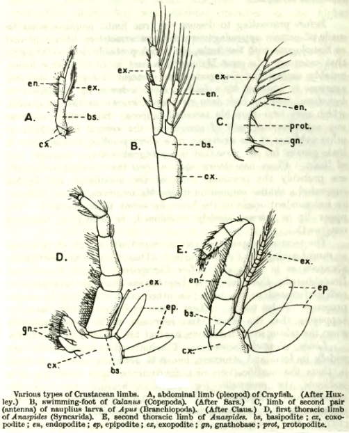 crustacean_homology.jpg