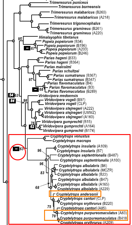 cryptelytrops phylogeny.jpg