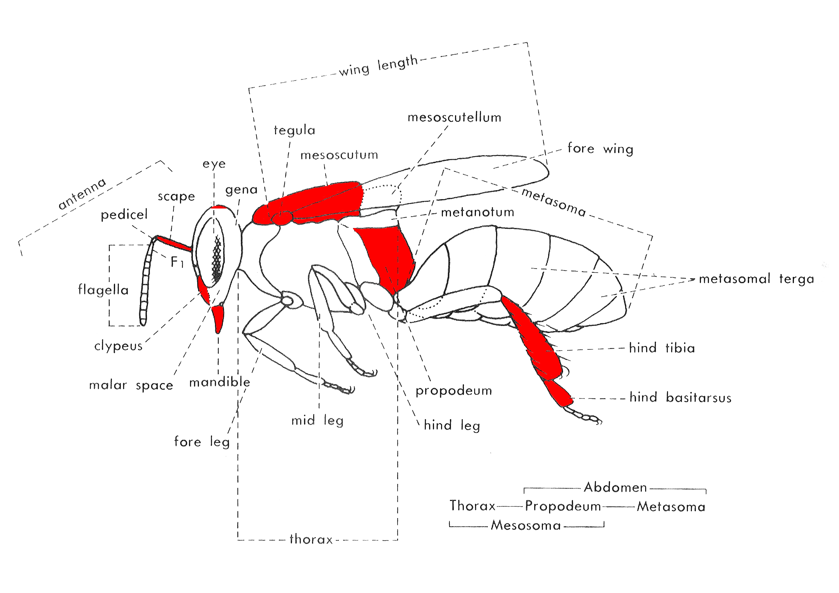 csx_bee diagram.jpg