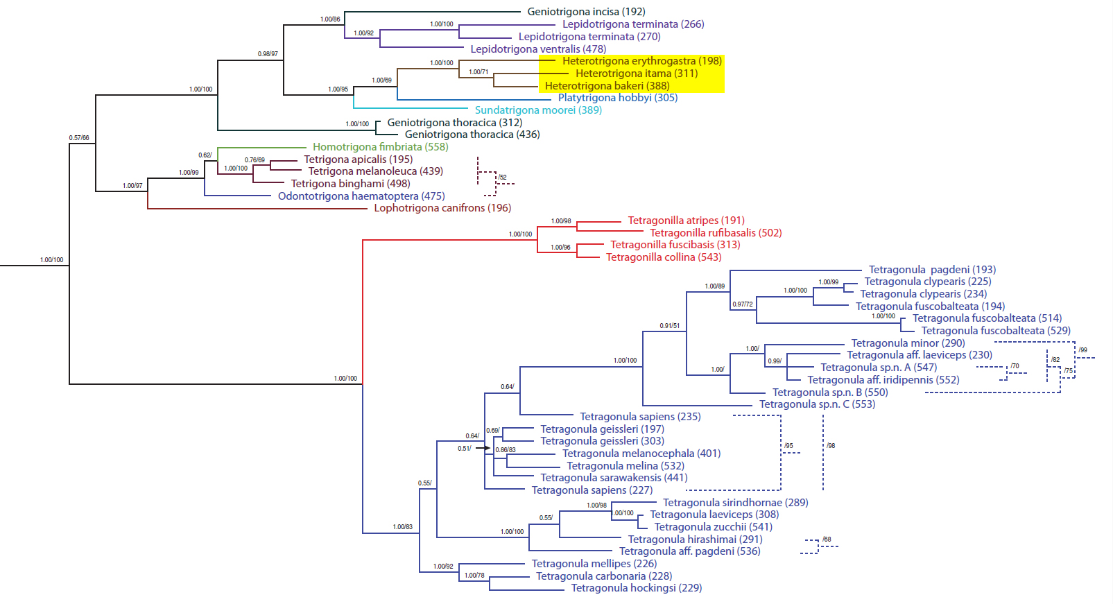 csx_stingless bee phylogenetic tree.jpg