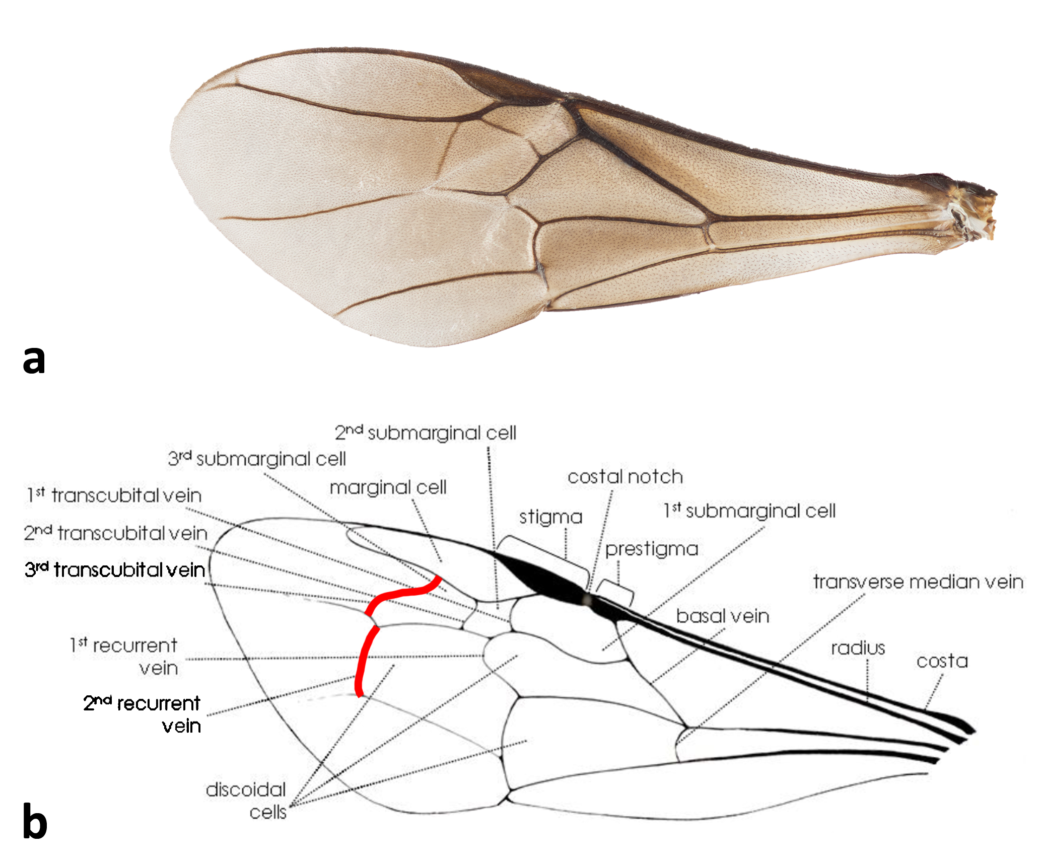 csx_wing diagram.jpg