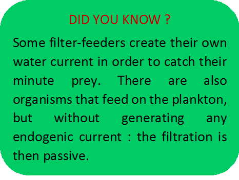 did you know filter.png