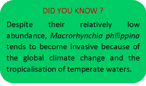 did you know invasive.png