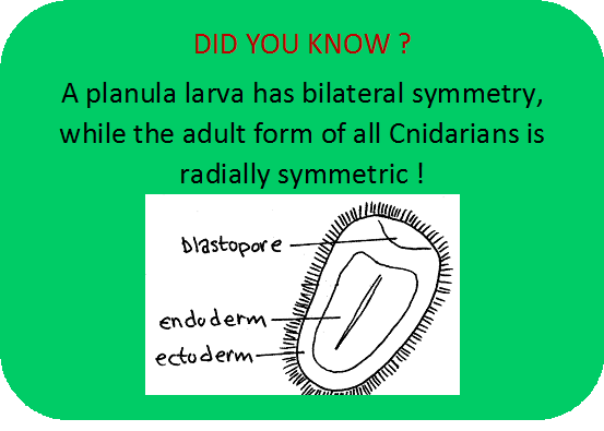 did you know larva.png