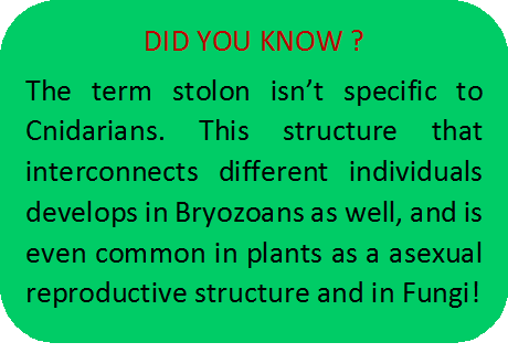 did you know stolon.png