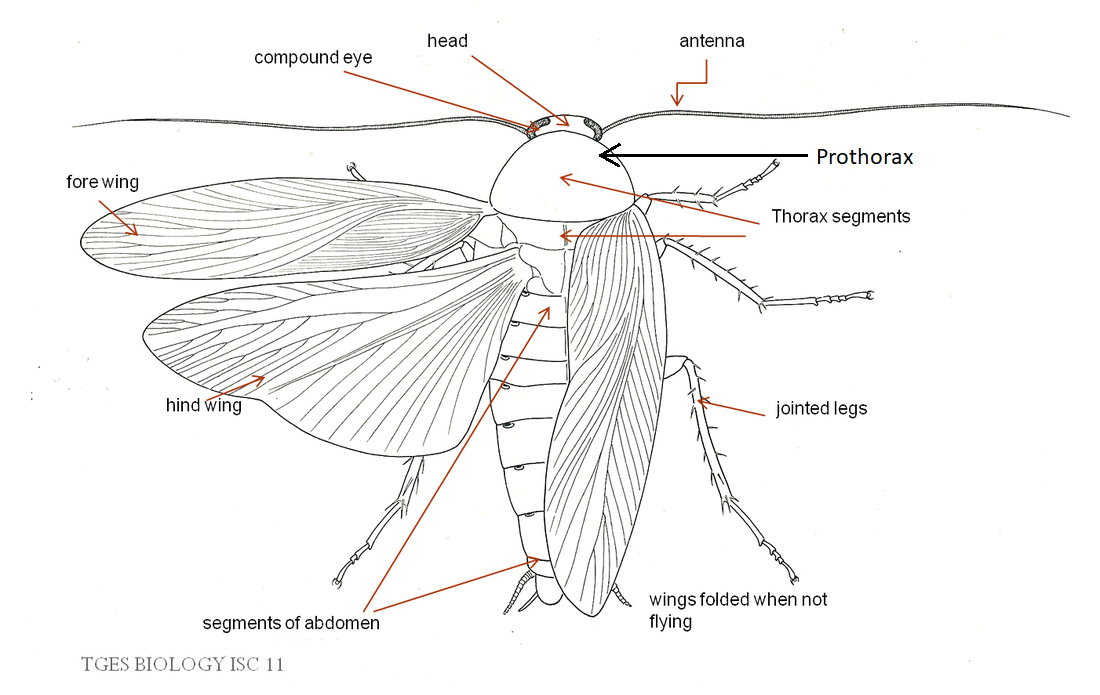 dorsal view of cockroach.png