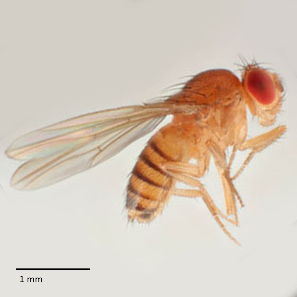 drosophila melanogaster square.jpg