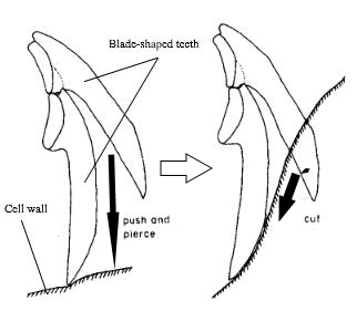 elysia fig 6.jpg