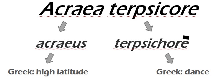 etymology a terpsicore.jpg