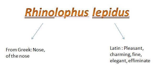 etymology r.lepidus.JPG
