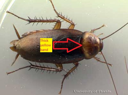 female american cockroach.jpg