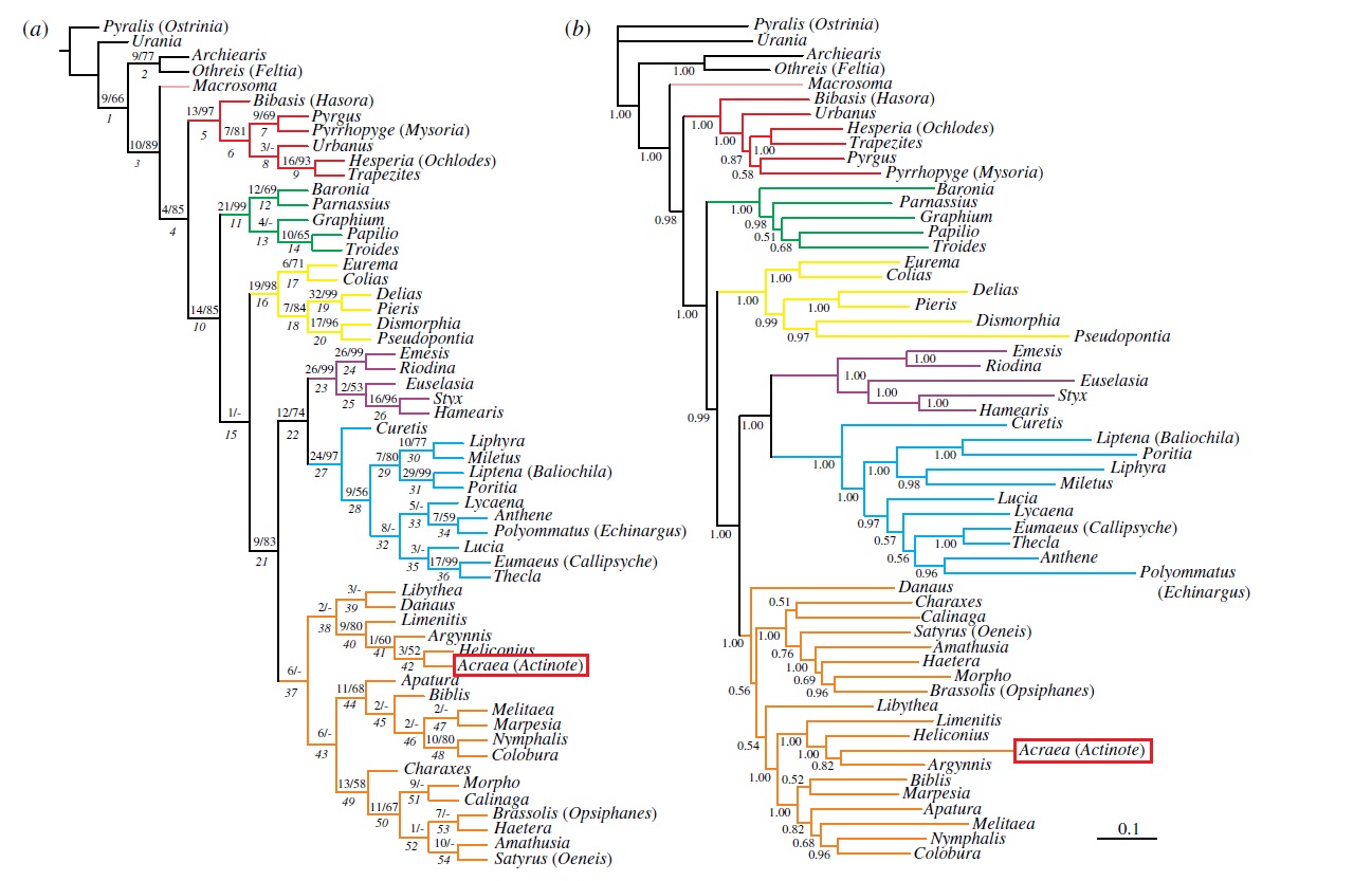 final phylogenetic tree.jpg