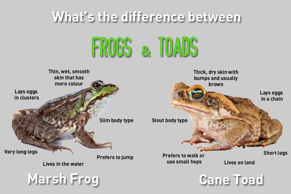 frog vs toad.jpg