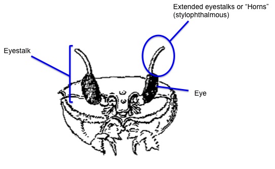 front_of_crab_anatomy.jpg