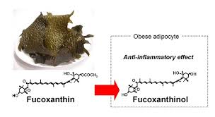 fucoxanthin.jpg