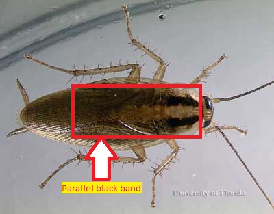 german male cockroach.JPG