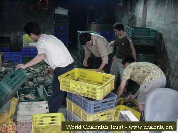 guangzhouturtlemarkettossingsortingcheloniainback.jpg