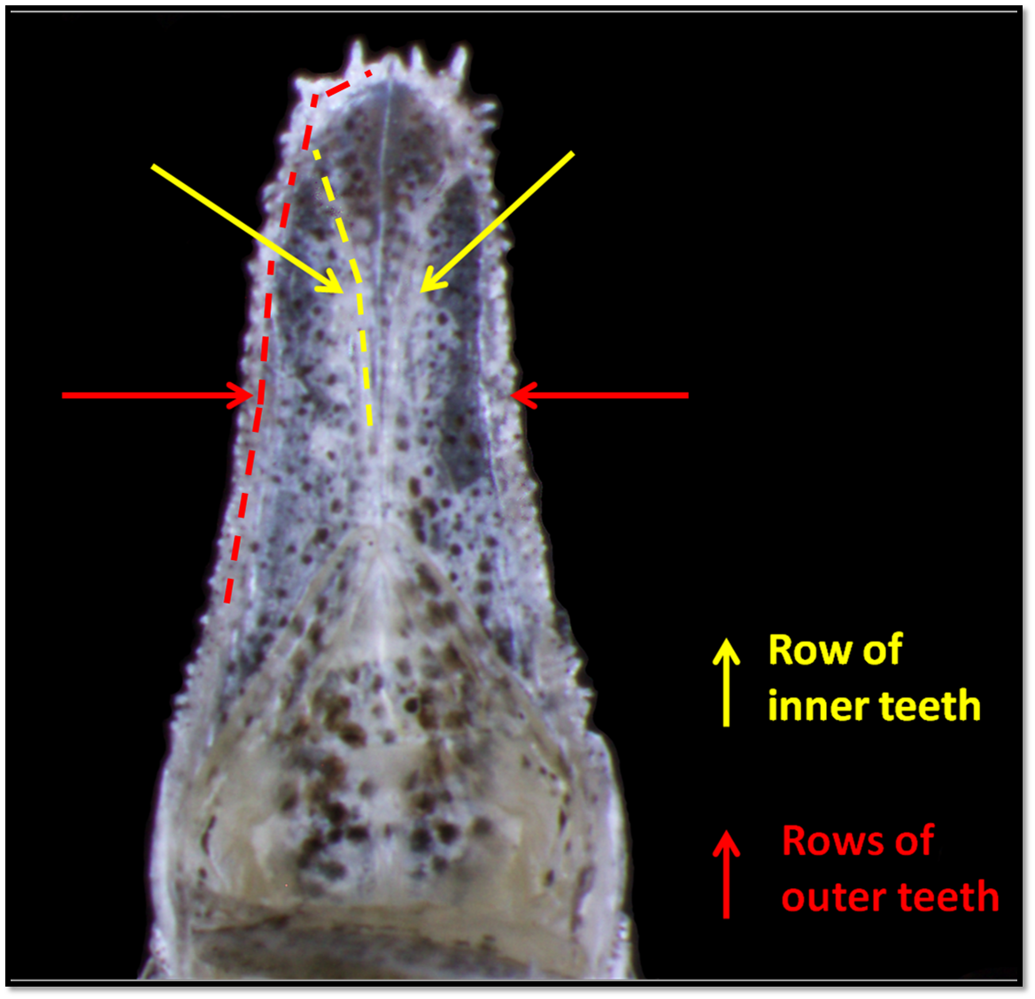 halfbeak upper jaw outlined.png