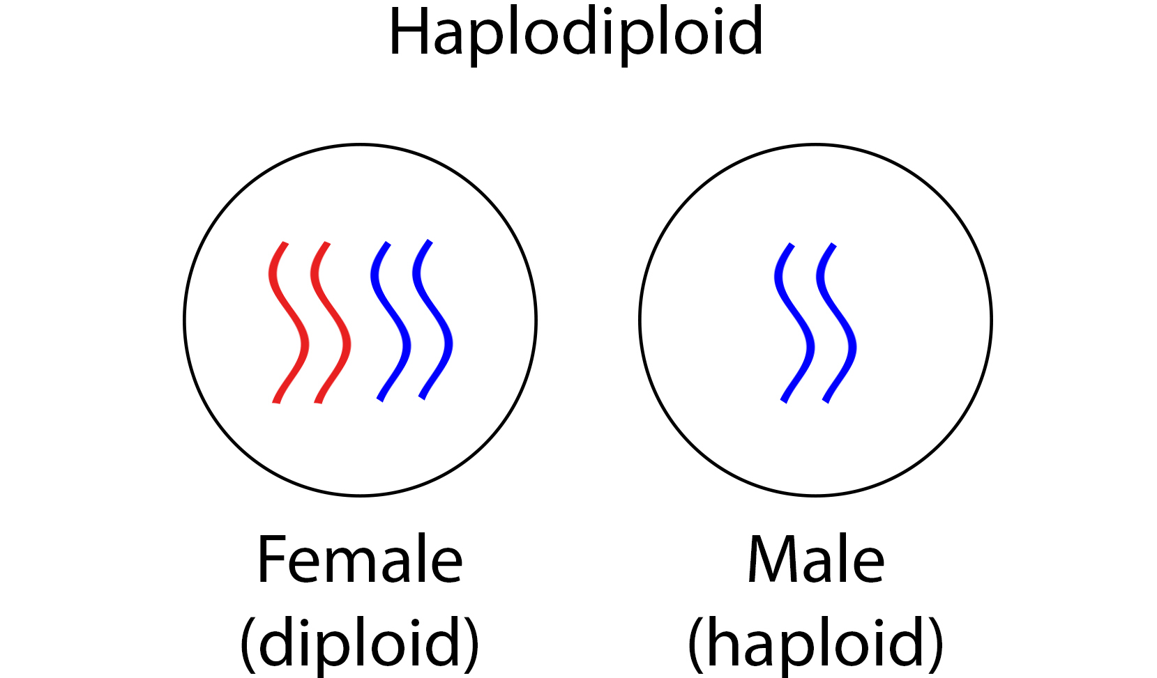 haplodiploid (edit).jpg