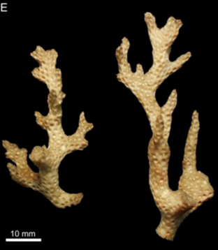 holotypeacuta6.PNG