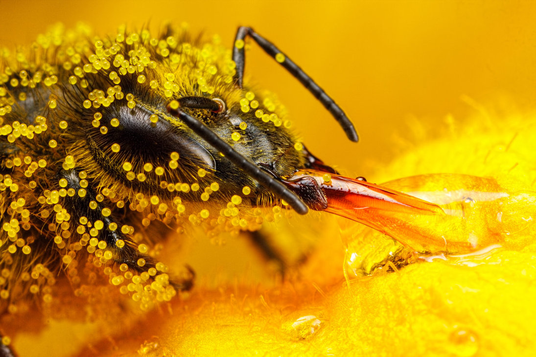 honeybee_covered_in_zucchini_pollen_ii_by_dalantech-d7vtfuj.jpg